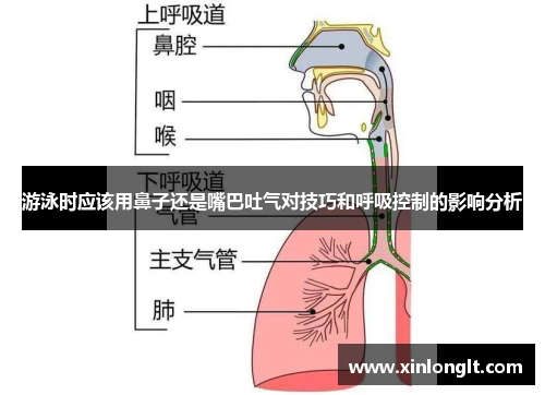 游泳时应该用鼻子还是嘴巴吐气对技巧和呼吸控制的影响分析